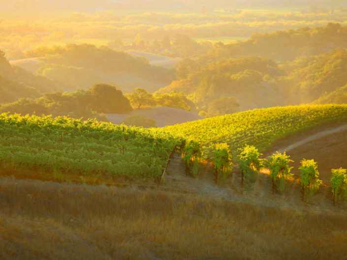 vineyards in the sunshine