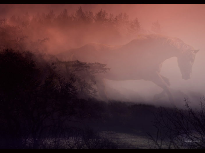 Graceful Horse emerging through mist