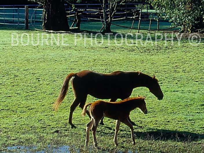 A mare &; her colt walk side by side, through a green pasture, wet with yesterday's rain, in Sonoma County, California.