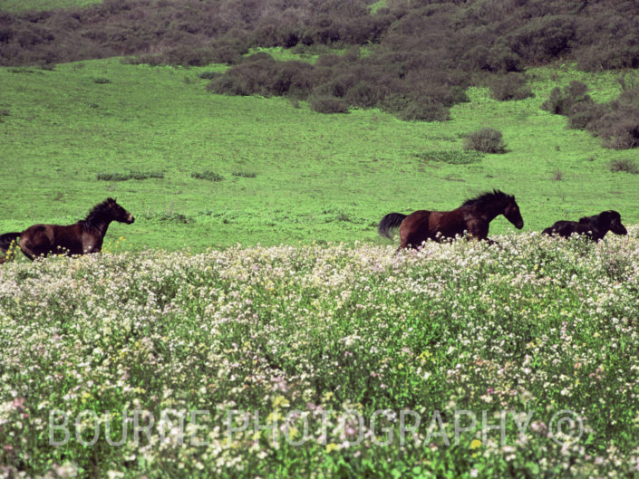 Three dark brown horses gallop through a field of wild flowers in the springtime, with the green hills of Northern California in the background.
