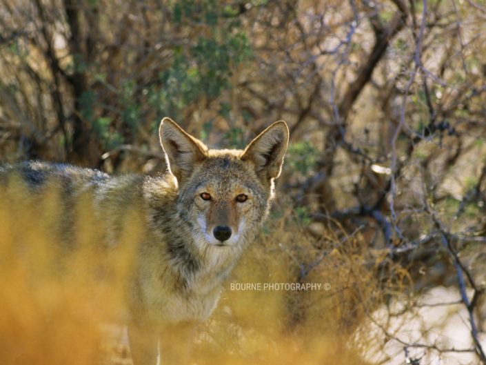 Coyote in Sedona Canyon