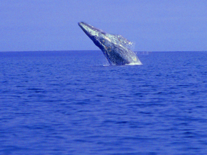 breaching whale,Whale breaching in the blue water of the Sea of Cortez in Baja Mexico.