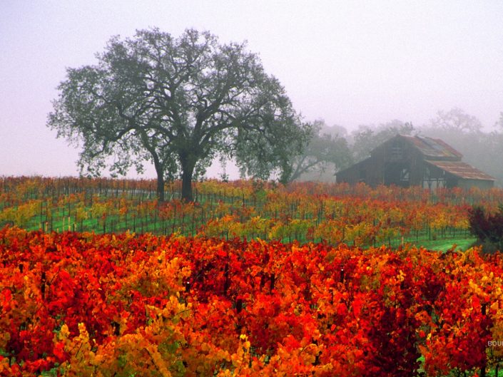 vineyard,autumn vineyard,barn,healdsburg barns