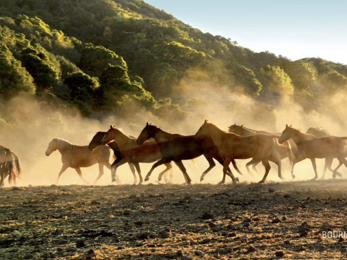 Band of wild horses running through the dust