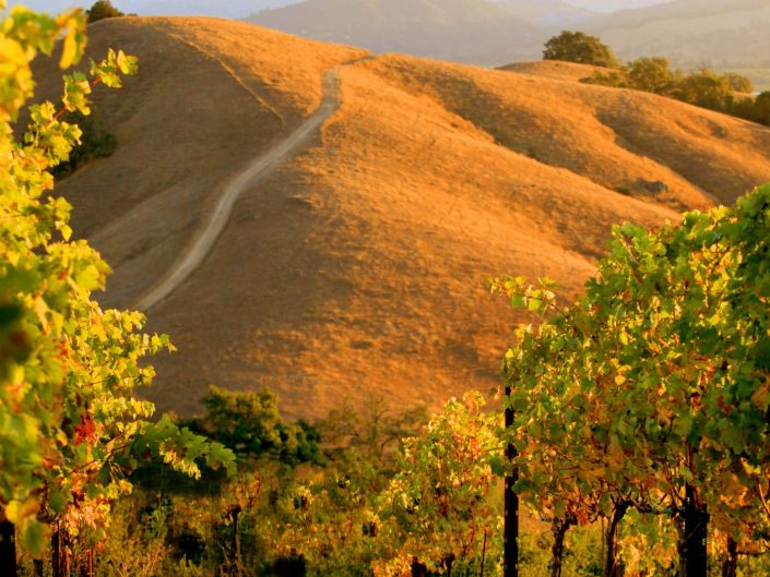 Wine Country of Somoma County