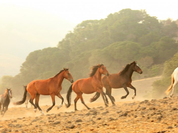 Wild Horses Running,bands of horses