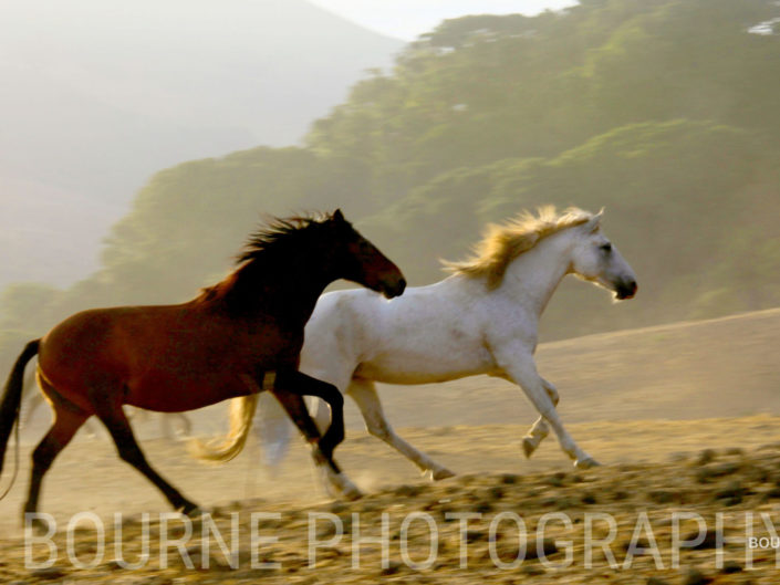 wild Horses running together