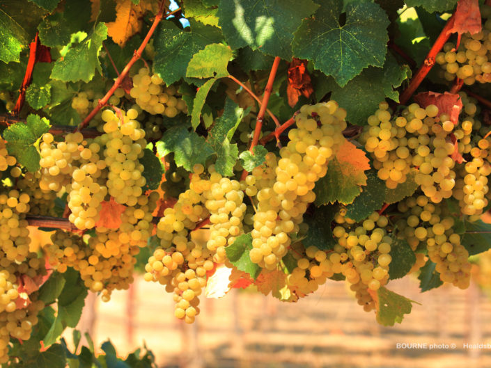 clusters of ripe white grapes