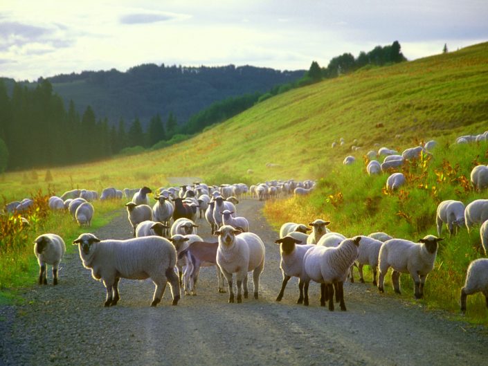 Landscape,sheep on mountainside,