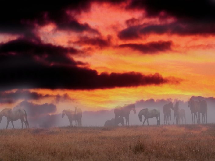 Landscape,horses in sunset, bodega bay horses
