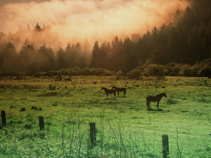 Landscape,guerneville,pasture with horses in the pines