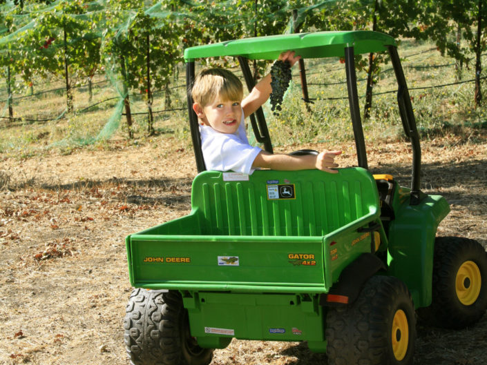 young boy in the vineyards