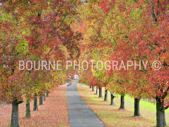 Two rows of trees with bright red leaves in Autumn, line a pathway.