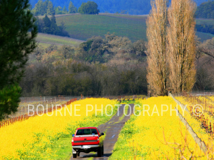 Yellow Mustard and Red Pickup 101