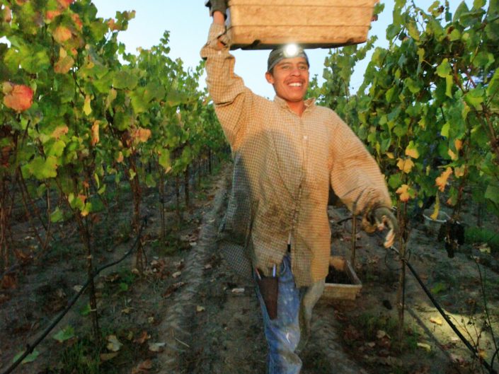 Grape harvest in the vineyard